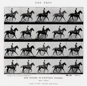 Eadweard Muybridge: Der Trab