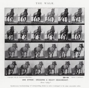 Eadweard Muybridge: Der Gang