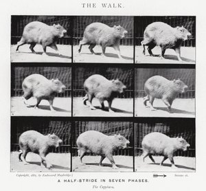 Eadweard Muybridge: Der Gang von Eadweard Muybridge