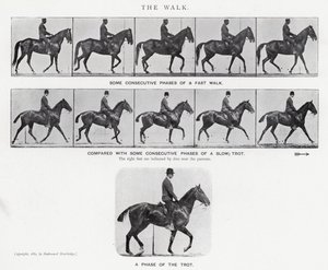 Eadweard Muybridge: Der Gang