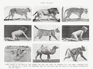 Eadweard Muybridge: Der Gang von Eadweard Muybridge