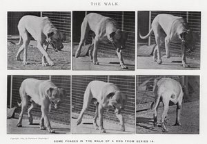 Der Spaziergang von Eadweard Muybridge