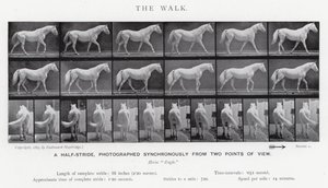 Eadweard Muybridge: Der Gang (s/w Foto) von Eadweard Muybridge