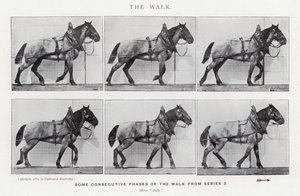 Eadweard Muybridge: Der Gang