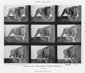 Eadweard Muybridge: Der Gang