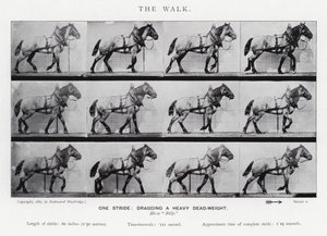 Eadweard Muybridge: Der Gang