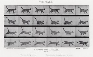 Eadweard Muybridge: Der Gang