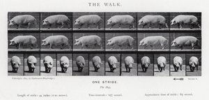 Eadweard Muybridge: Der Gang