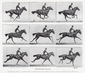Eadweard Muybridge: Der Quer-Galopp