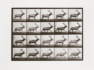 Elch, Tafel 692 aus Animal Locomotion, 1887
