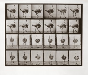 Strauß läuft, Tafel 772 aus Animal Locomotion, 1887