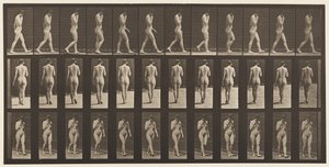 Tafel 14. Gehen, rechte Hand am Kinn, 1872-1885 von Eadweard Muybridge