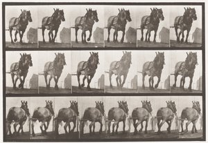 Tafel 566. Ziehen; Dunkelgraues belgisches Pferd Dusel, 1885 von Eadweard Muybridge