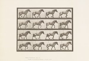 Tafel 569. Ziehen; Dunkelgraues belgisches Pferd Hansel, 1885 von Eadweard Muybridge