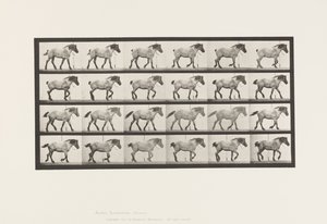 Tafel 574. Gehen; Frei; Dunkelgraues Belgisches Pferd Hansel, 1885