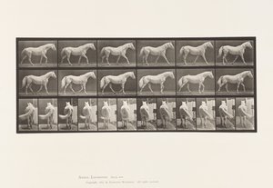Tafel 576. Gehen; Frei; Hellgraues Pferd Eagle