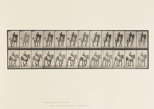 Tafel 578. Gehend; Ohne Sattel; Dunkelgraues Belgisches Pferd Dusel