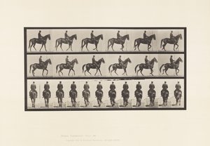 Tafel 584. Gehen; Sattel; Unregelmäßig; Braune Stute Beauty, 1885