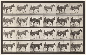 Tafel 587. Gehen; Sulky; Fuchsfarbene Stute Nellie Rose von Eadweard Muybridge