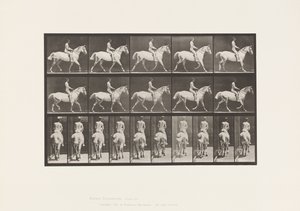 Tafel 603. Trabend; Sattel; Reiten, 43, Breit, Hellgraues Pferd Smith