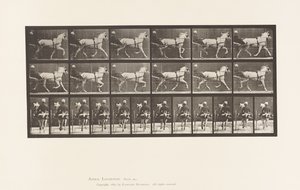Tafel 611. Trabend; Sulky; Graue Stute Katydid