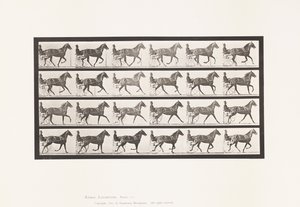 Tafel 614. Trab; Übergang zum Galopp; Fuchsfarbene Stute Flode Holden