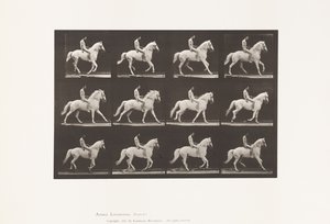 Tafel 617. Galopp; Ohne Sattel; Reiter, 106, Nackt; Weißes Pferd Clinton, 1885 von Eadweard Muybridge