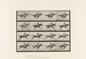 Tafel 626. Galopp; Vollblut Braune Stute Annie G.
