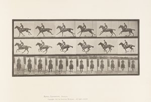 Tafel 631. Galopp; Sattel; Vollblut Braunes Pferd Bouquet