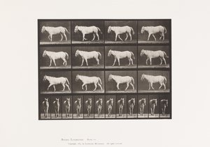 Tafel 656. Gehend; Frei; Verknöcherung des Knorpels