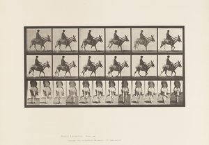 Tafel 667. Esel; Gehend; Sattel; Ein Junge reitend, Zoo von Eadweard Muybridge