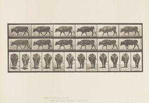 Tafel 670. Ochse; Gehend
