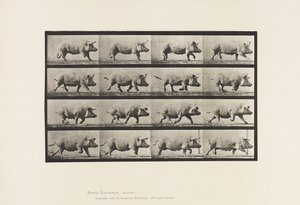Tafel 675. Sau; Trabend