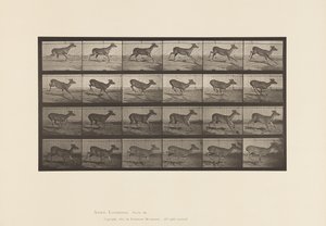Platte 683. Virginia-Hirsch; (Ohne Geweih); Bock; Galoppieren von Eadweard Muybridge