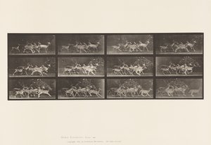 Tafel 690. Damhirsch; Bock und Gruppe von Hirschkühen; Verschiedene Bewegungen von Eadweard Muybridge