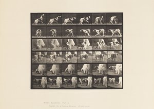 Tafel 713. Hund; Umdrehen, etc; Setter Kate von Eadweard Muybridge