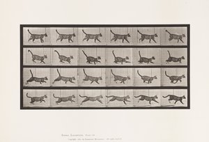 Tafel 716. Katze; Gehend, Wechsel zu Galoppierend von Eadweard Muybridge