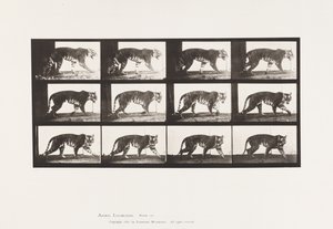 Tafel 729. Tigerin; Laufend