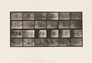 Tafel 731. Jaguar; A, Gehend; B, Umdrehend von Eadweard Muybridge