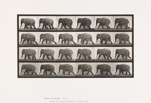 Platte 733. Elefant; Gehen