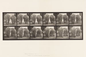 Tafel 735. Elefanten; Zwei, gehend