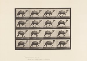 Tafel 736. Ägyptischer Kamel; Trabend