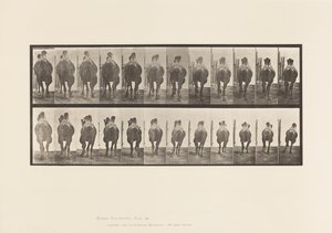 Tafel 742. Baktrisches Kamel; A, Passgang; B, Galoppierend