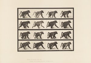 Tafel 747. Pavian; Auf allen Vieren gehend