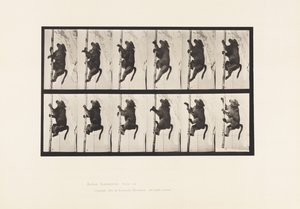 Tafel 749. Pavian; Klettert auf einen Pfahl von Eadweard Muybridge