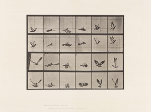 Tafel 757. Taube; Fliegend von Eadweard Muybridge