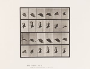 Tafel 765. Geier; Fliegend von Eadweard Muybridge