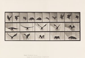 Tafel 769. Amerikanischer Adler; Fliegend von Eadweard Muybridge