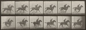Tafel Nummer 624. „Daisy“ galoppierend, gesattelt von Eadweard Muybridge