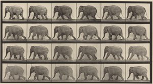 Tafel Nummer 733. Gehender Elefant von Eadweard Muybridge